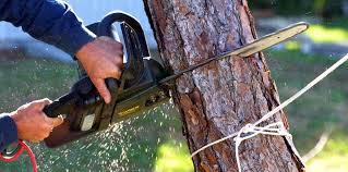 How Our Tree Care Process Works  in Spring Hill, TN