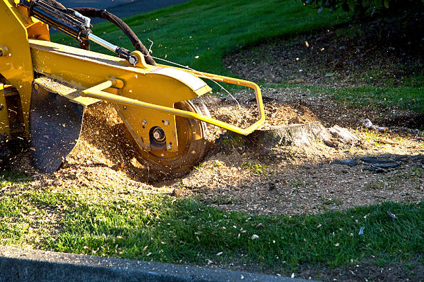 Best Root Management and Removal  in Spring Hill, TN